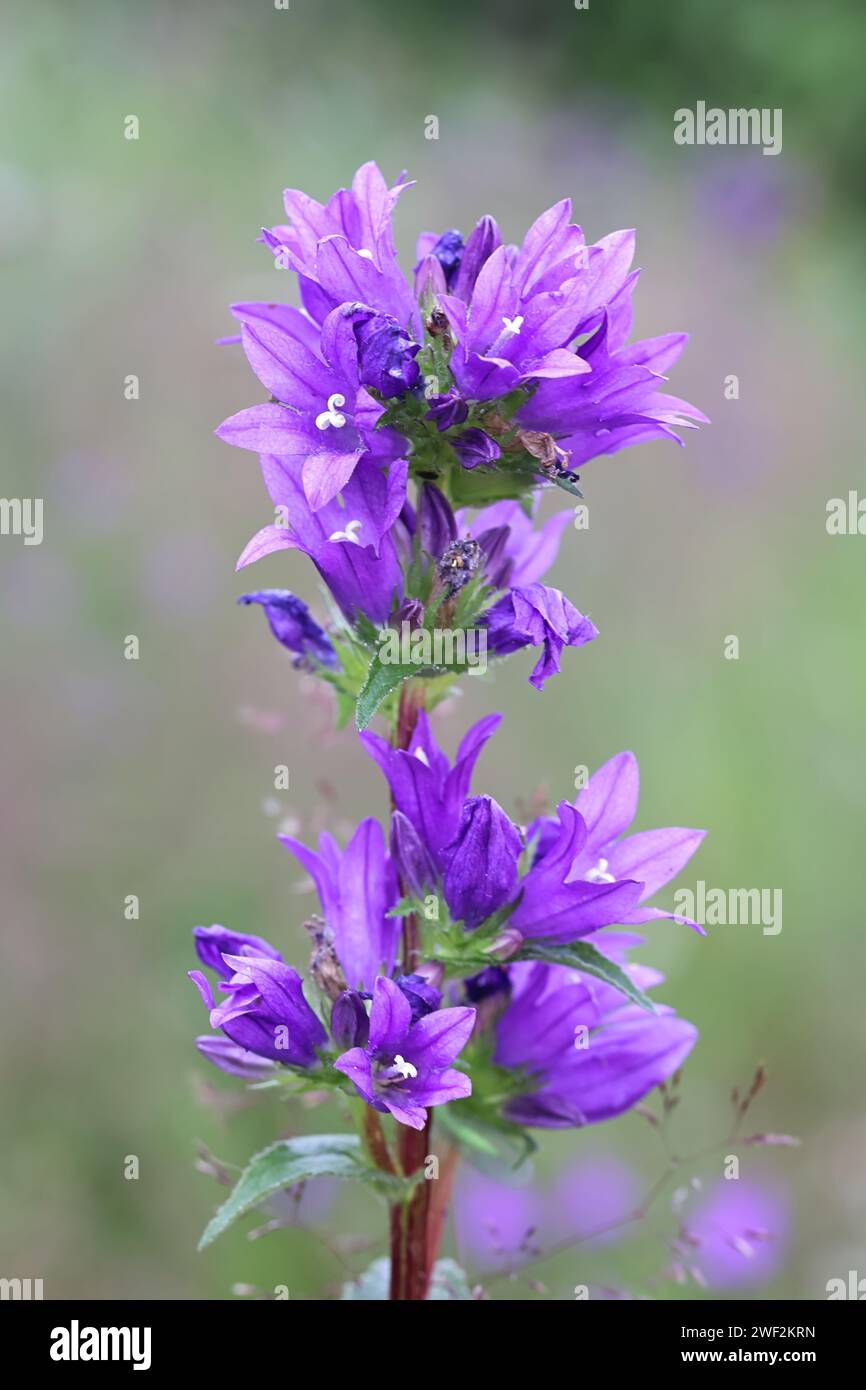 Clustered Bellflower, Campanula glomerata, wild plant from Finland Stock Photo