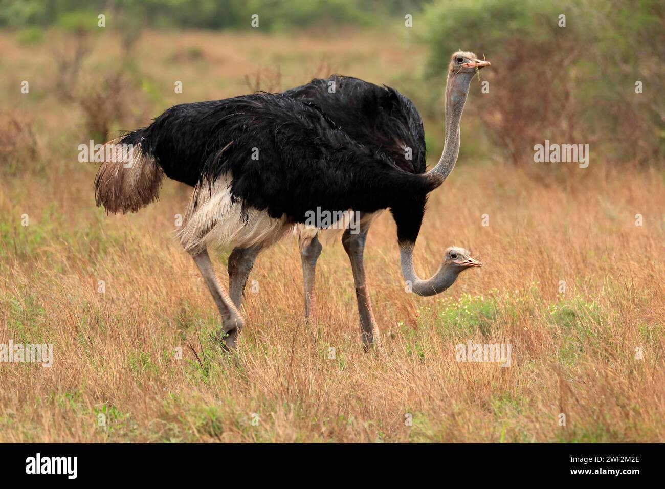 South african ostrich (Struthio camelus australis), adult, male, two ...