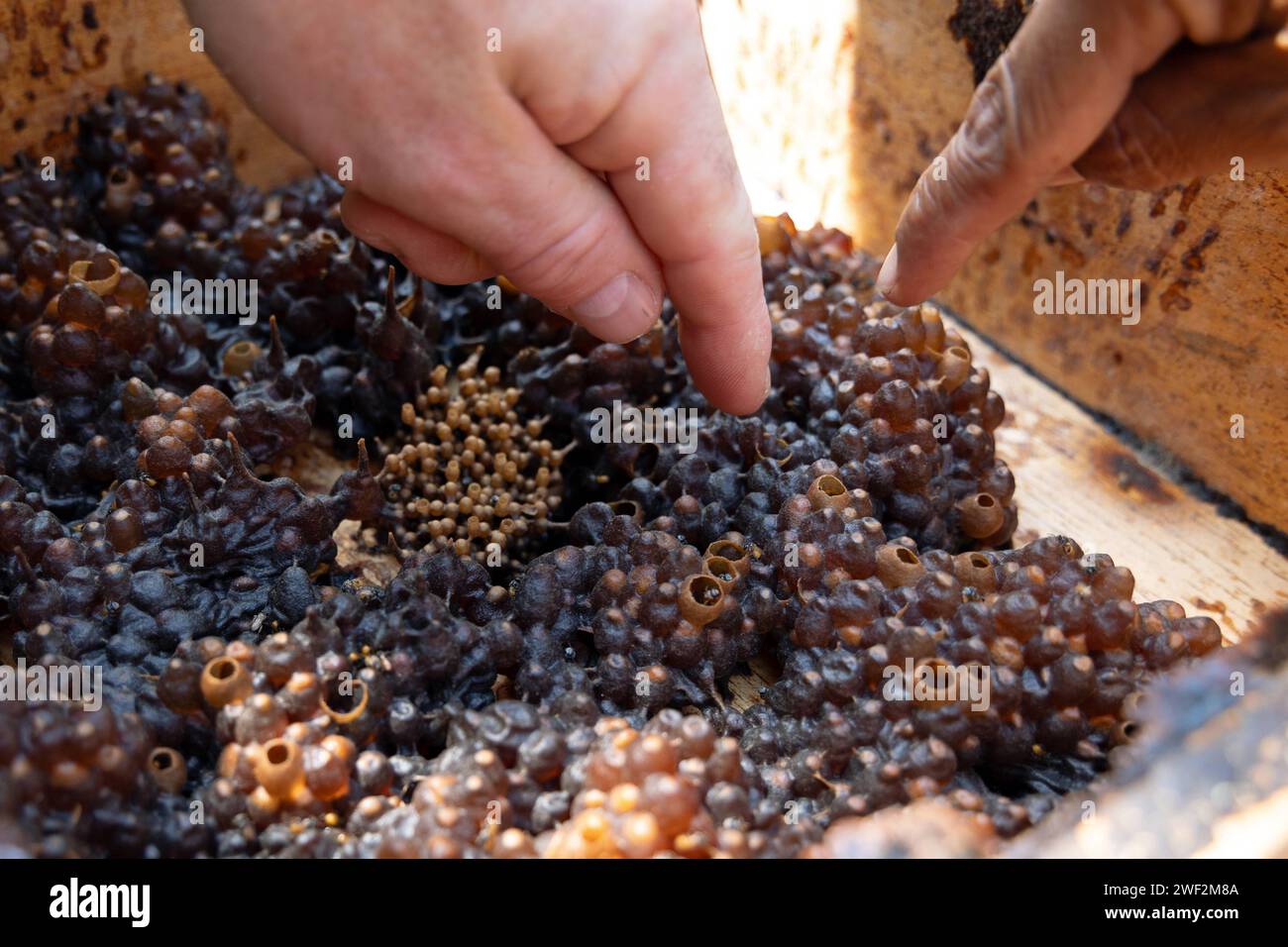 05.11.2023, Keroya, Lombok, IDN - Honigtoepfe groß und Brutzellen klein der stachellosen Bienenart Austroplebeia australis. asiatisch, Asien, aussen, Aussenaufnahme, Austroplebeia australis, Bienen, Bienenstock, Brut, Brutnest, Brutzellen, Detail, Detailaufnahme, Draufsicht, Herbst, Honigbienen, Honigtoepfe, Honigzellen, Imkerei, Indonesien, indonesisch, Insekten, Jahreszeit, Lombok, nah, Nahaufnahme, Nahrungsmittel, niemand, QF, Querformat, stachellos, Suedostasien, Vogelperspektive, Zellen 231105D226LOMBOK.JPG *** 05 11 2023, Keroya, Lombok, IDN honey pots large and brood cells small of the Stock Photo