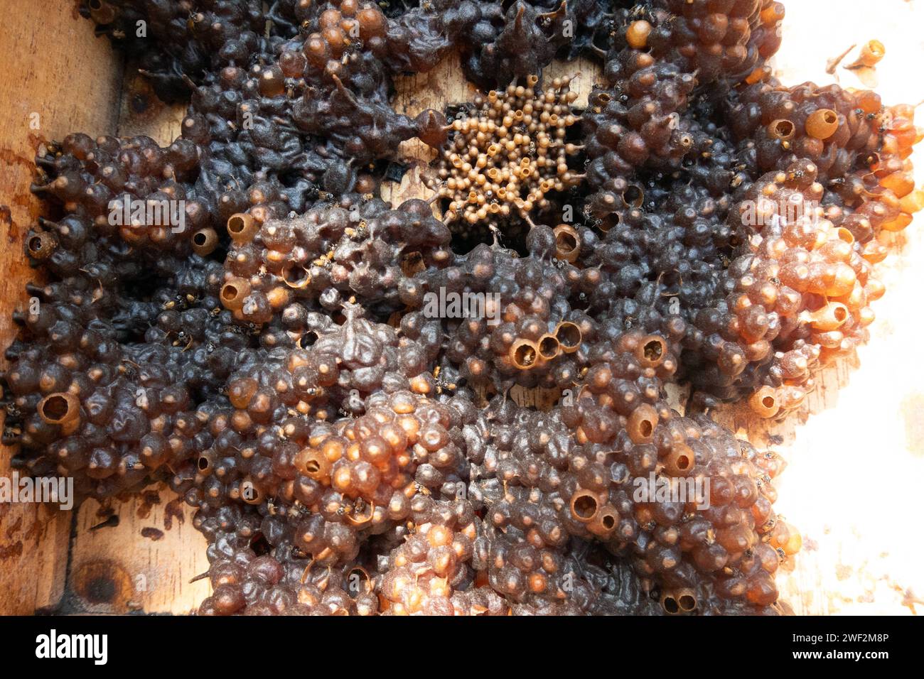 05.11.2023, Keroya, Lombok, IDN - Honigtoepfe groß und Brutzellen klein der stachellosen Bienenart Austroplebeia australis. asiatisch, Asien, aussen, Aussenaufnahme, Bienenstock, Brut, Brutnest, Brutzellen, Draufsicht, Herbst, Honigtoepfe, Honigzellen, Imkerei, Indonesien, indonesisch, Jahreszeit, Lombok, Nahrungsmittel, niemand, QF, Querformat, Suedostasien, Vogelperspektive, Zellen 231105D221LOMBOK.JPG *** 05 11 2023, Keroya, Lombok, IDN honey pots large and brood cells small of the stingless bee species Austroplebeia australis asian, Asia, exterior, exterior shot, beehive, brood, brood nest Stock Photo