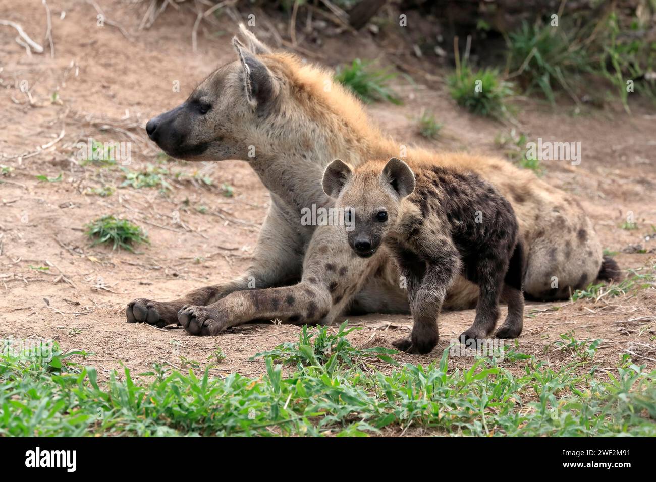 Spotted hyena (Crocuta crocuta), adult, juvenile, mother with juvenile