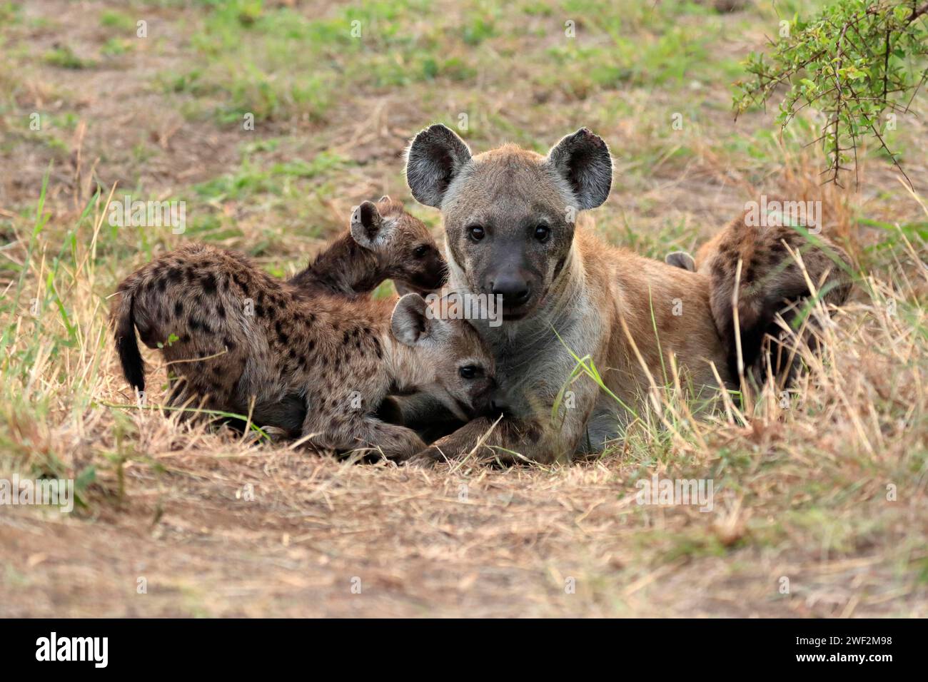 Spotted hyena (Crocuta crocuta), adult, young, mother with young, at