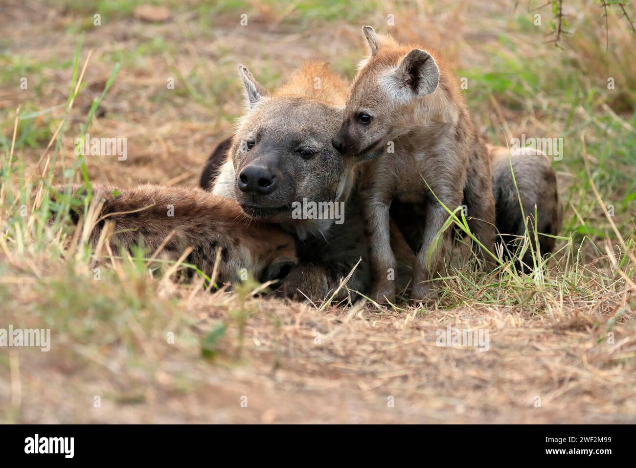 Spotted hyena (Crocuta crocuta), adult, young, mother with young, at
