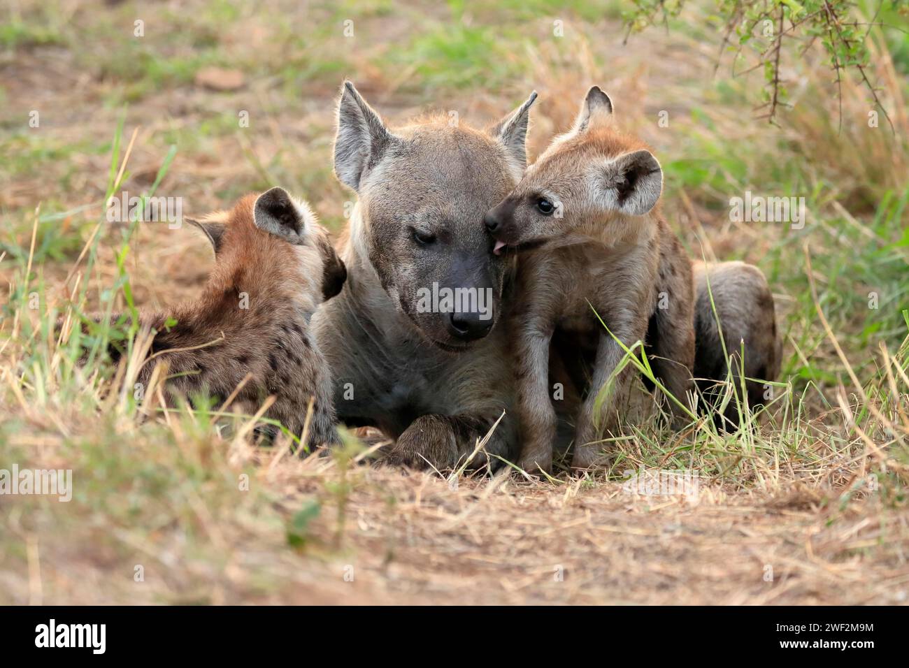 Spotted hyena (Crocuta crocuta), adult, young, mother with young, at