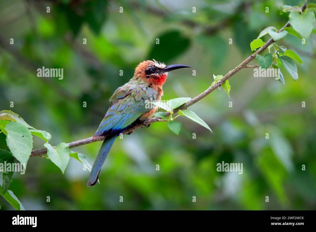 White-fronted bee-eater (Merops bullockoides), adult, on wait, Kruger ...