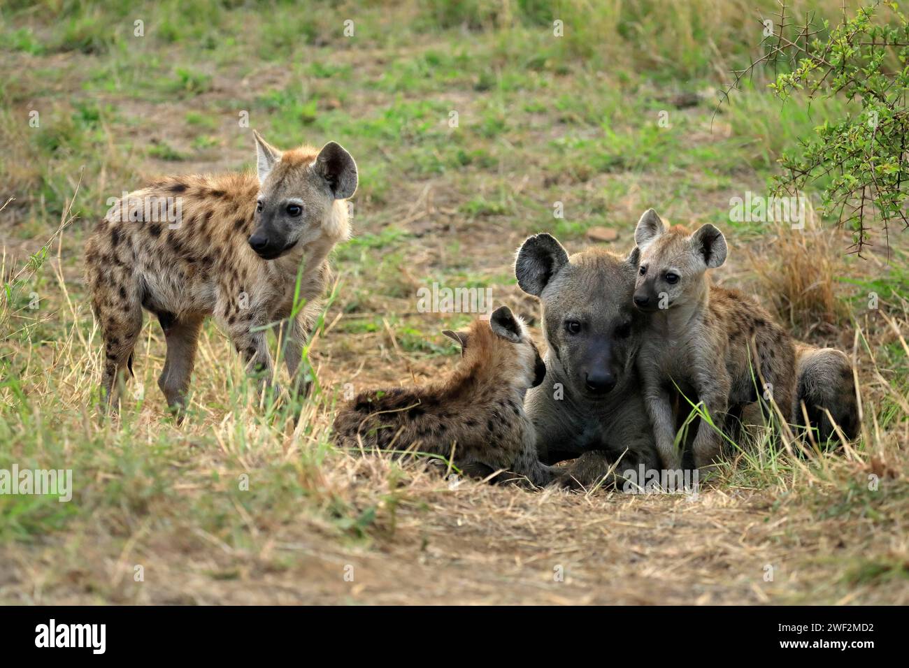 Spotted hyena (Crocuta crocuta), adult, young, mother with young, at