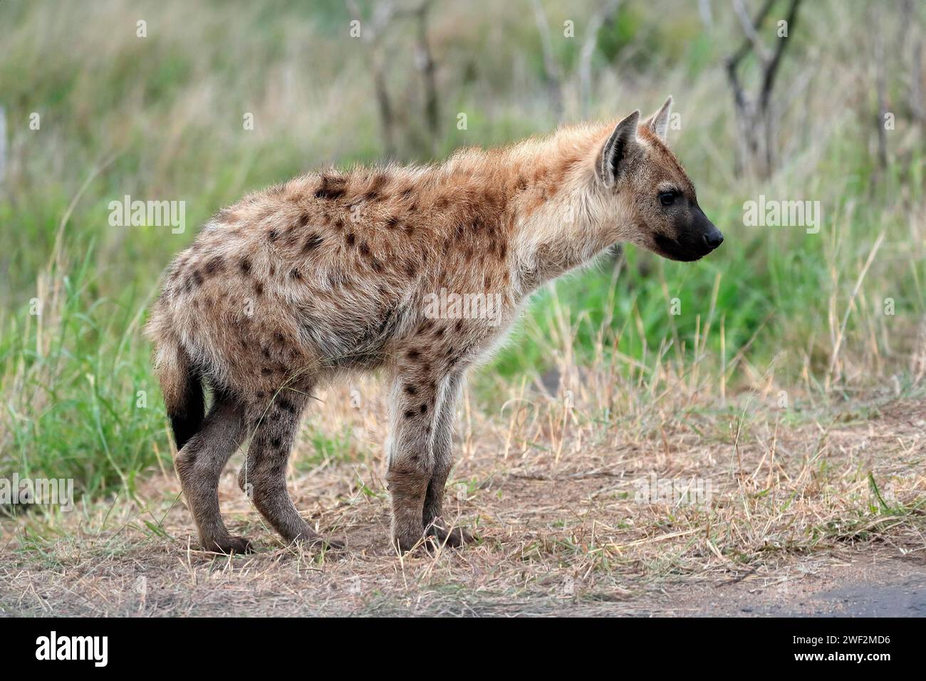 Spotted hyena (Crocuta crocuta), half-grown juvenile, alert, Kruger