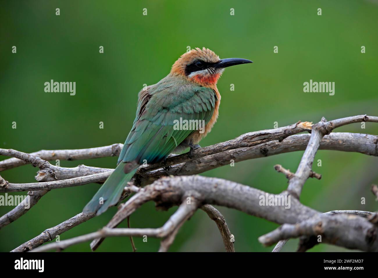 White-fronted bee-eater (Merops bullockoides), adult, on wait, Kruger ...