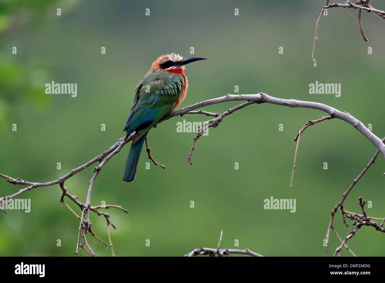 White-fronted bee-eater (Merops bullockoides), adult, on wait, Kruger ...