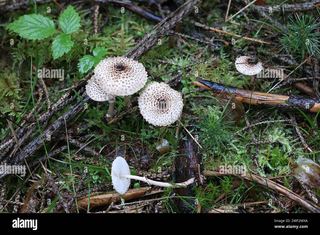 Lepiota felina, commonly known as Cat Dapperling, wild fungus from Finland Stock Photo