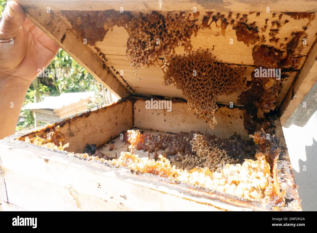 05.11.2023, Keroya, Lombok, IDN - Brutzellen der stachellosen Bienenart Austroplebeia australis haengen am Deckel einer Bienenkiste. asiatisch, Asien, aussen, Aussenaufnahme, Austroplebeia australis, Bienenbrut, Brut, Brutnest, Brutzellen, Deckel, haengen, haengend, Herbst, Imkerei, Indonesien, indonesisch, Insekten, Jahreszeit, Lombok, niemand, QF, Querformat, Suedostasien, Zellen 231105D248LOMBOK.JPG *** 05 11 2023, Keroya, Lombok, IDN brood cells of the stingless bee species Austroplebeia australis hanging on the lid of a bee box asian, Asia, exterior, exterior shot, Austroplebeia australis Stock Photo