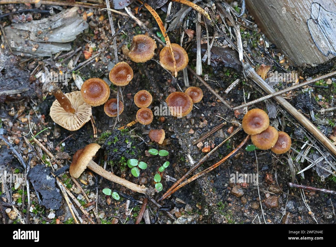 Inocybe jacobi, commonly known as Pineling Fibrecap, wild mushroom from Finland Stock Photo