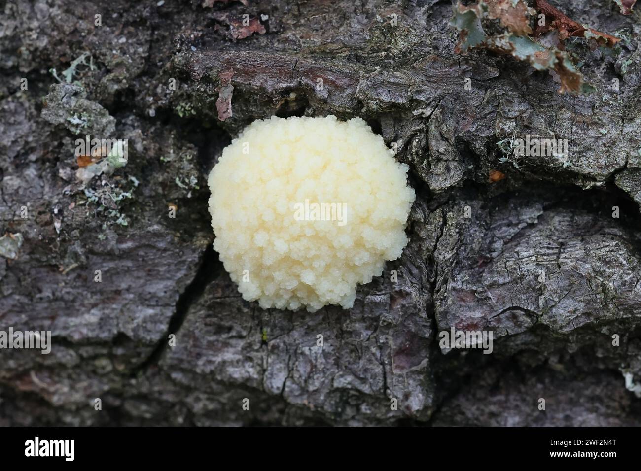 Reticularia intermedia, also called Enteridium intermedium, a slime mold from Finland, no common English name Stock Photo