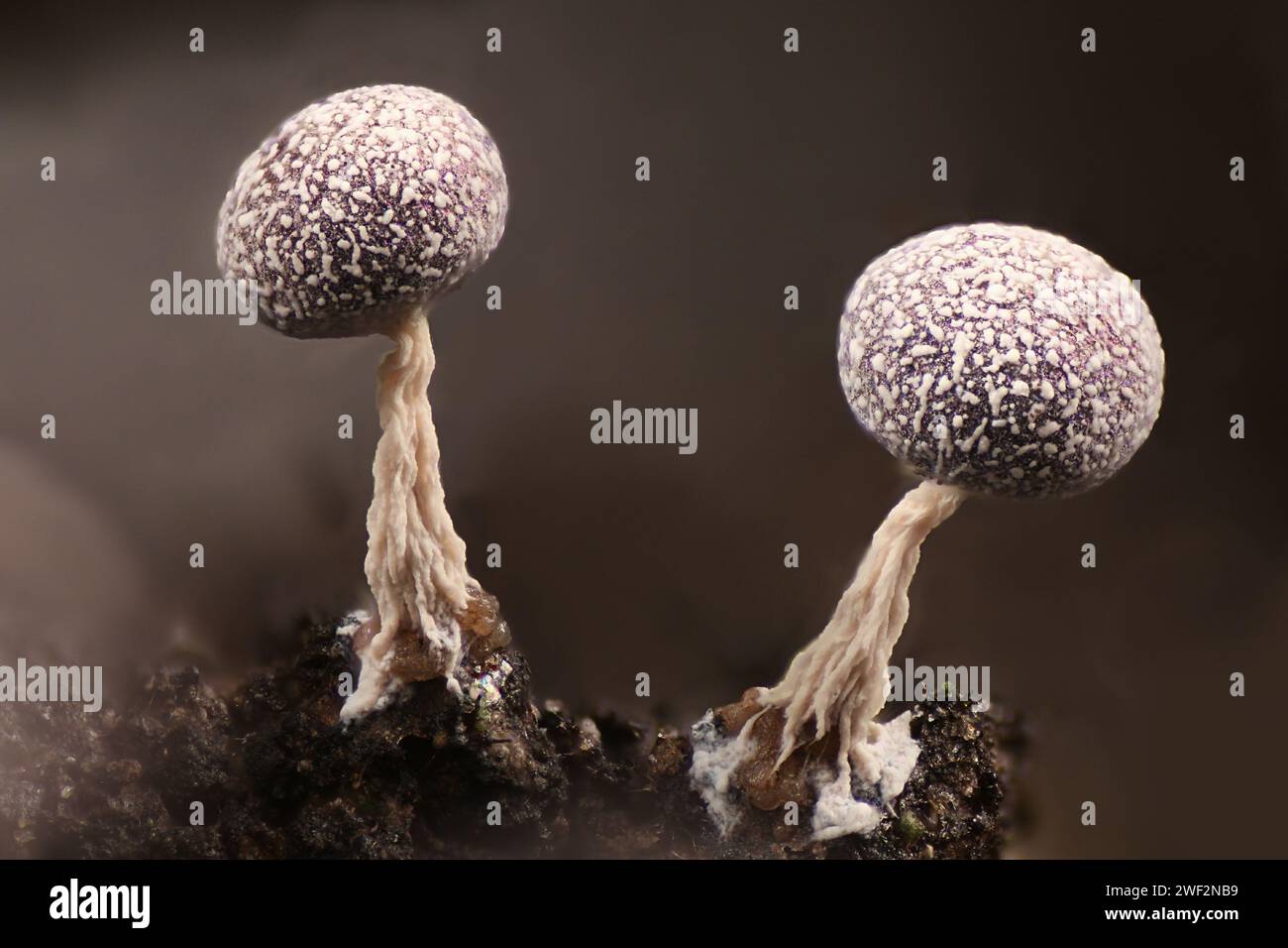 Physarum leucophaeum, a slime mold from Finland, microscope image of sporangia Stock Photo