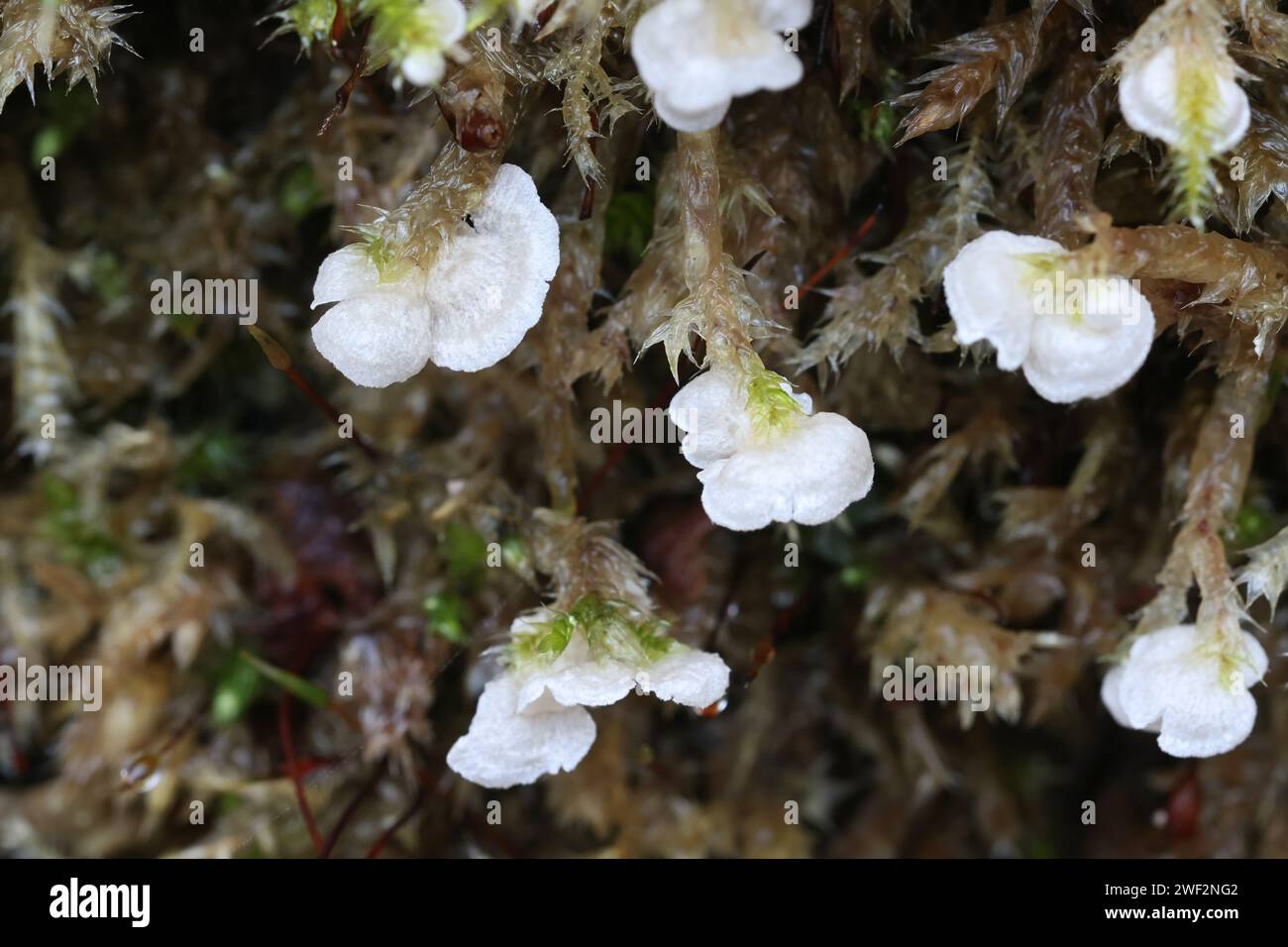 Arrhenia retiruga, known as small moss oysterling, wild fungus from Finland Stock Photo