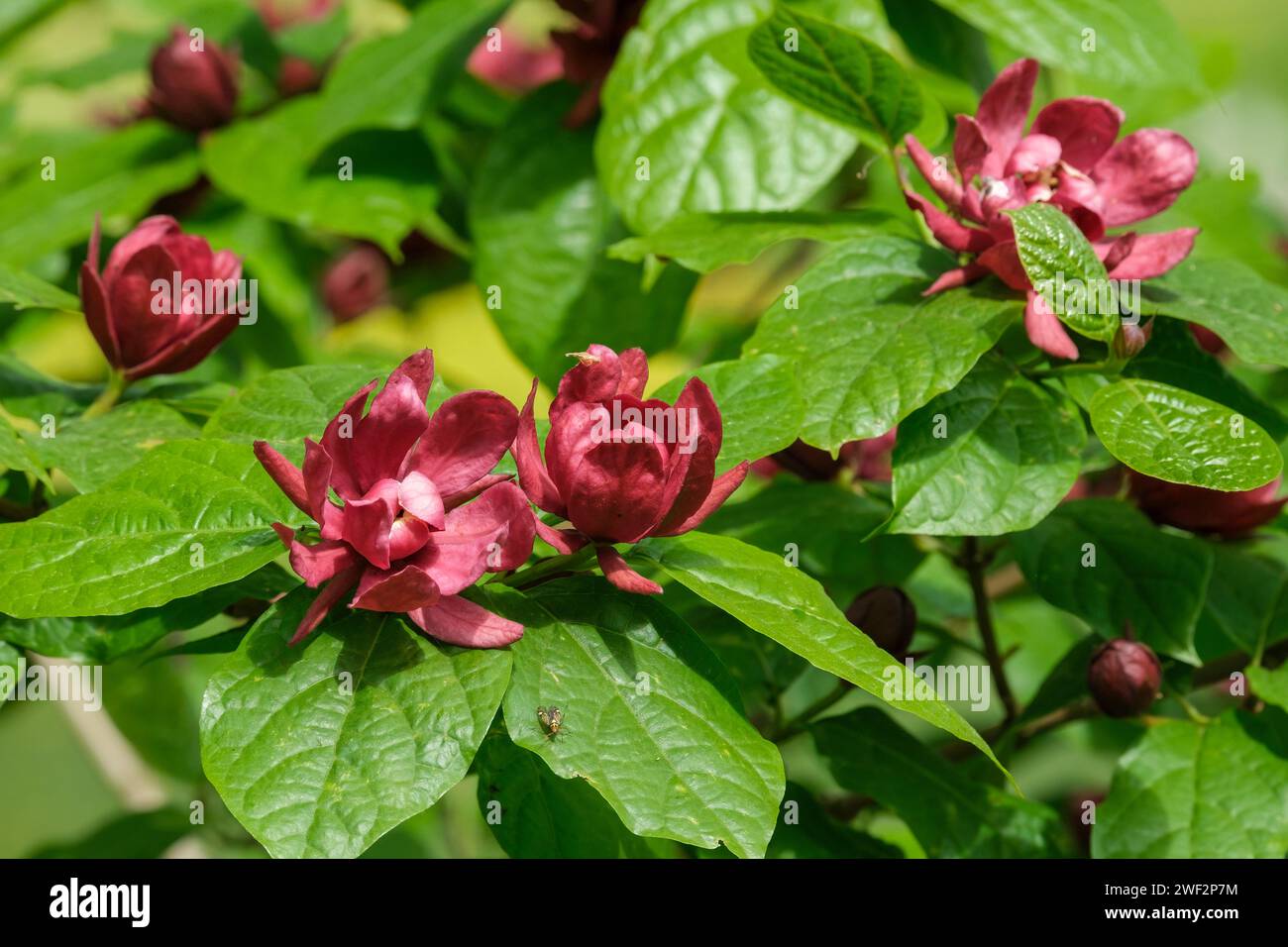 Sweetshrub Hartlage Wine