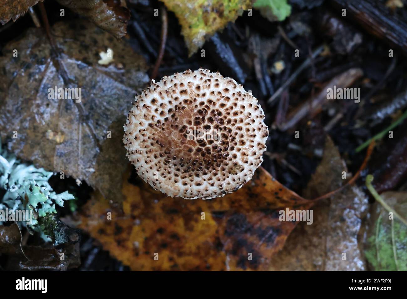 Lepiota echinacea, also called Echinoderma echinaceum, a dapperling mushroom from Finland, no common English name Stock Photo