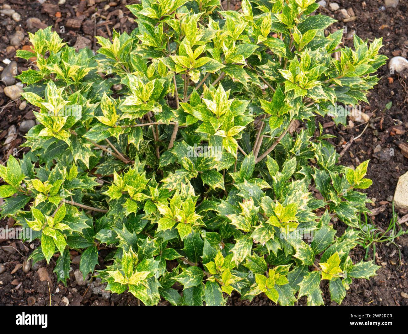 The bright yellow and green variegated holly shaped foliage of Osmanthus heterophyllus Goshiki Stock Photo
