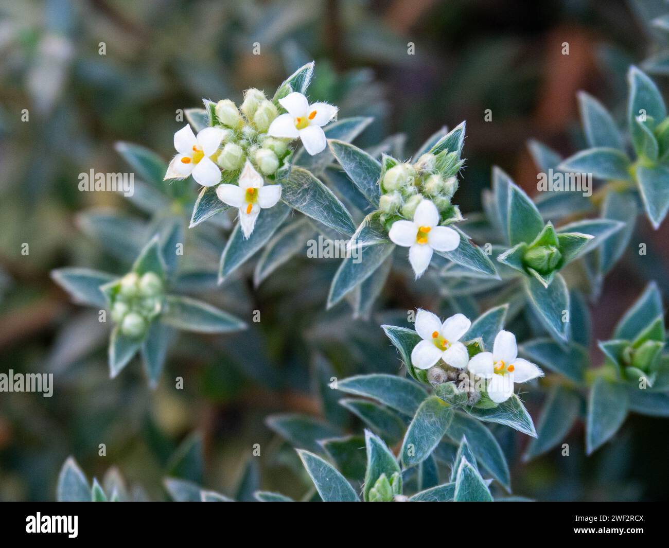 A close up of the pointed silver grey leaves and tiny white flowers of the New Zealand shrub Pimelea barbata Stock Photo