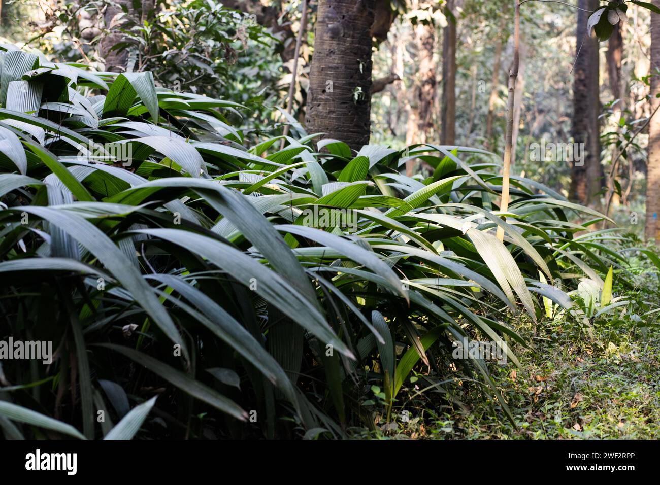 Tropical Rainforest Leaf Magic Stock Photo