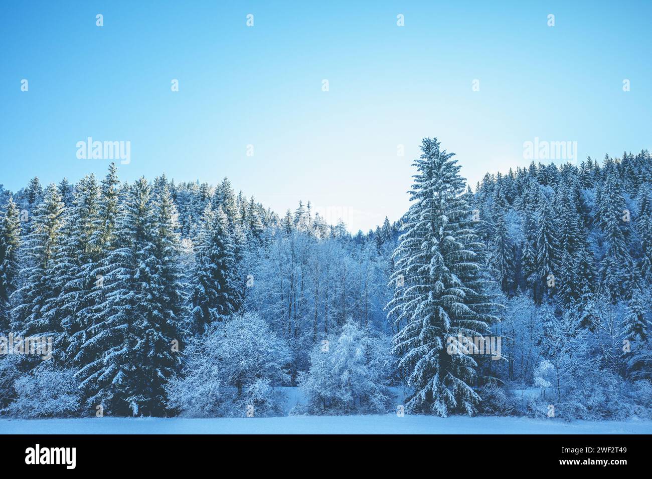 Snow-covered spruce trees on the mountainside in winter Stock Photo