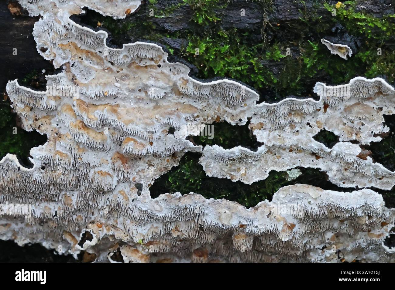 Datronia mollis, known as the Common Mazegill, bracket fungus from Finland Stock Photo