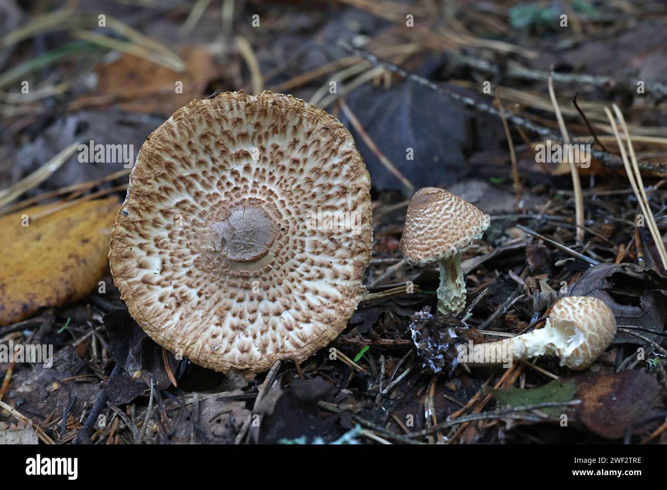 Lepiota magnispora, known as  Yellowleg Dapperling or Fleecy Dapperling, wild mushrooms from Finland Stock Photo