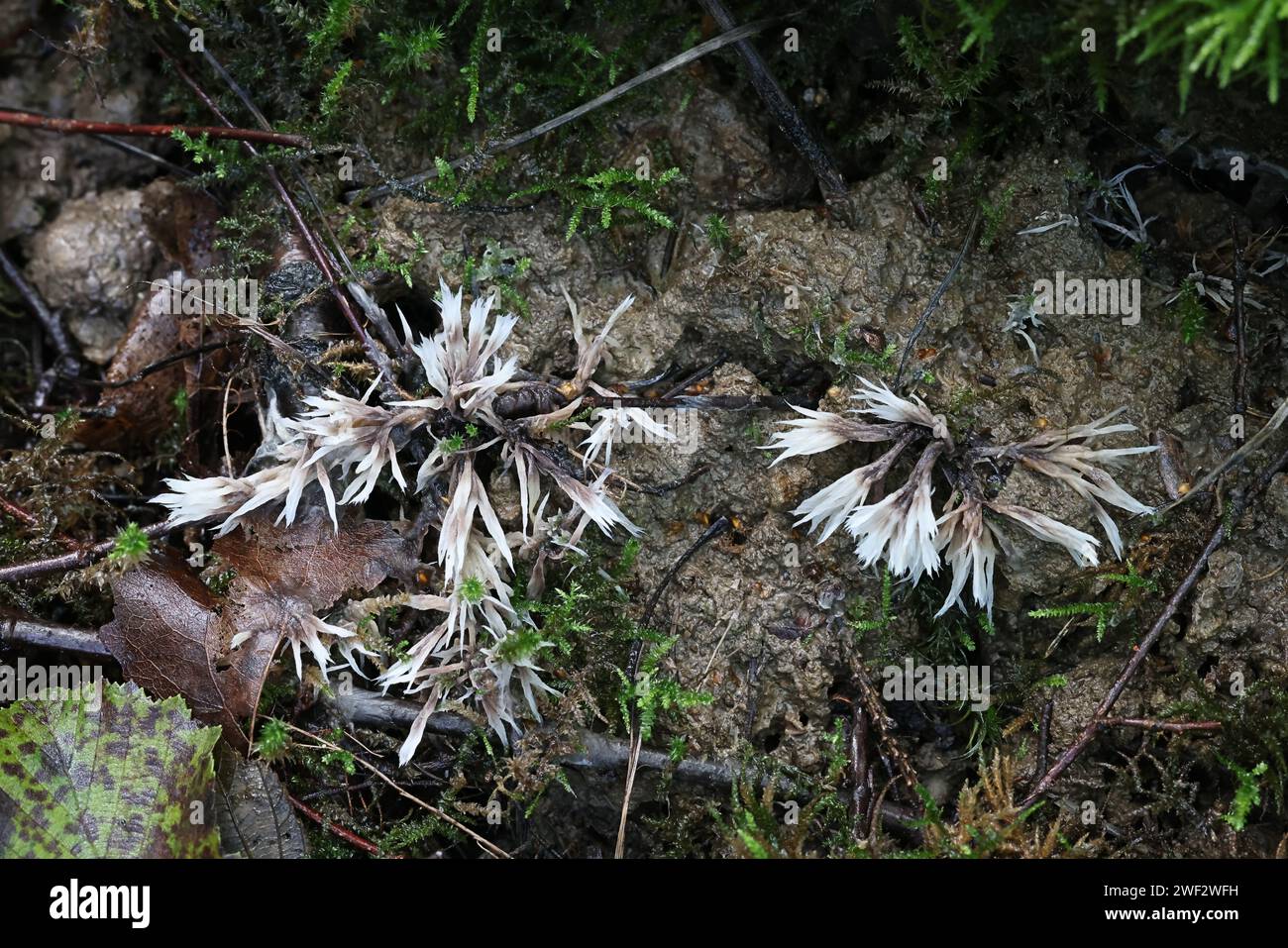 Thelephora penicillata, also called Phylacteria mollissima, commonly known as Urchin earthfan, wild fungus from Finland Stock Photo