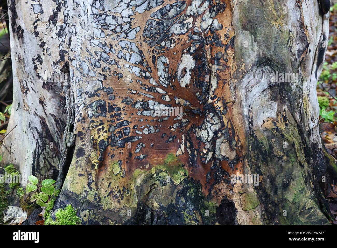 Textured wood surface of a massive elm stump Stock Photo