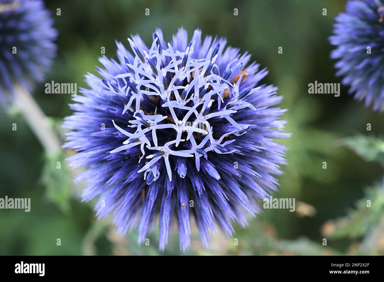 Echinops bannaticus, known as the blue globe-thistle, popular garden plant Stock Photo