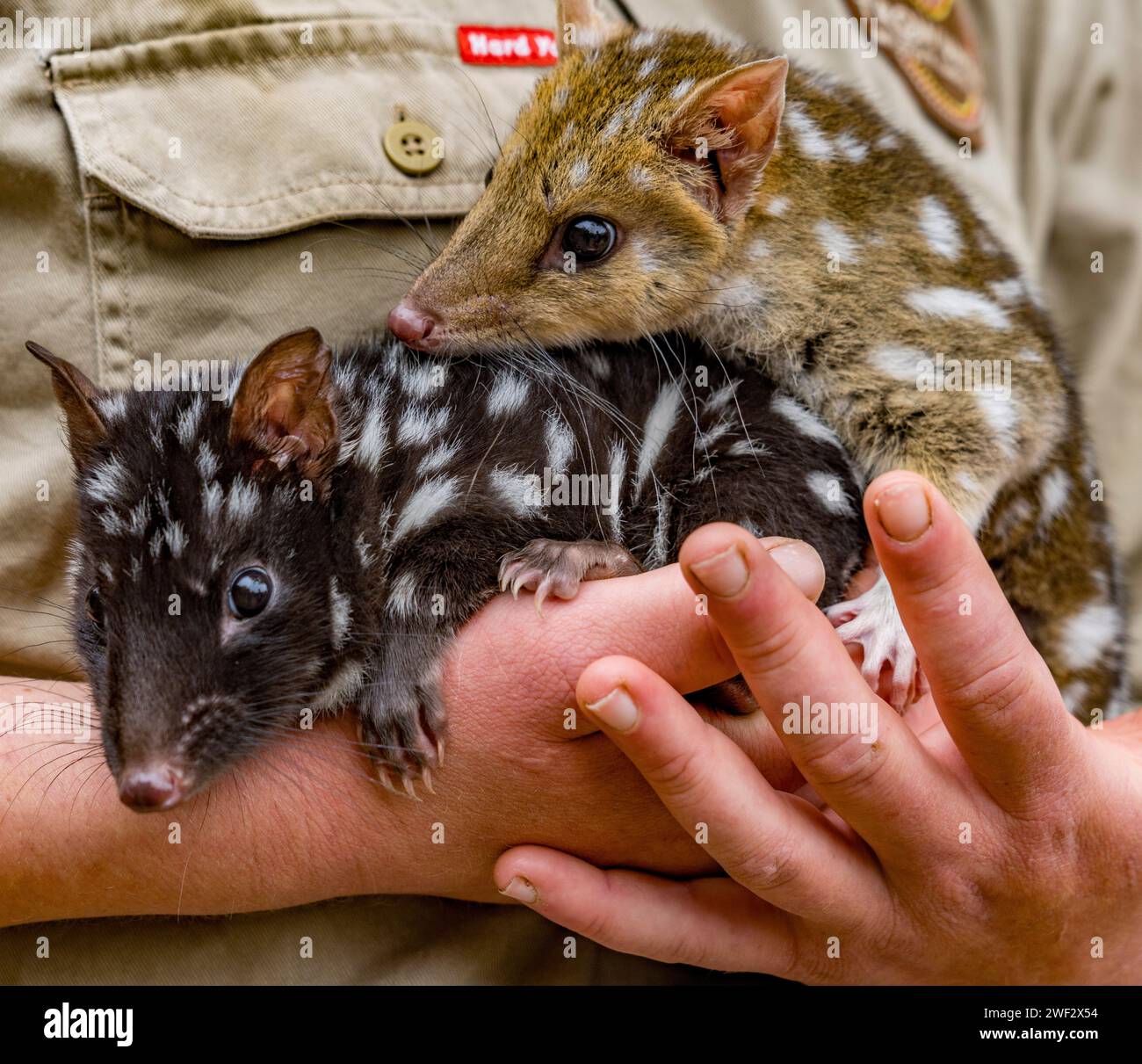 Baby orphan quoll are cared for by a volunteer in Tasmania, Australia. Stock Photo