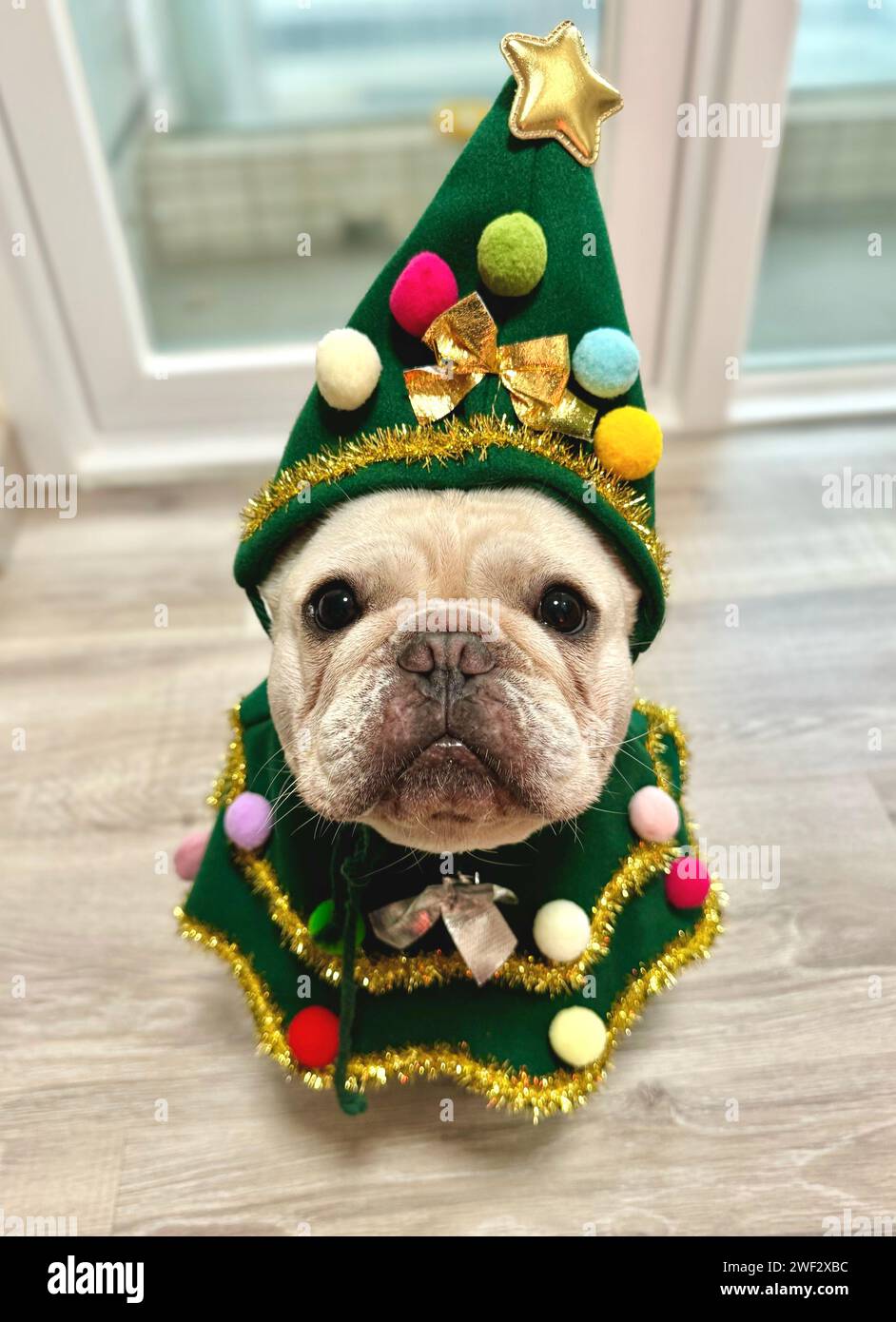 A charming white French Bulldog fully dressed in a Christmas tree costume Stock Photo