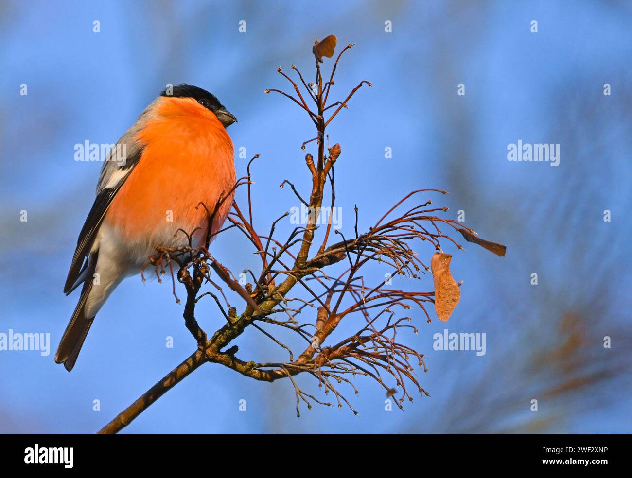 Lietzen, Germany. 28th Jan, 2024. A bullfinch (Pyrrhula pyrrhula), here
