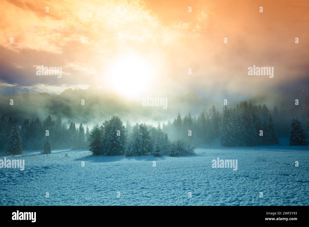 Snow-covered spruce trees on the mountainside during sunrise in winter. Winter rural landscape Stock Photo