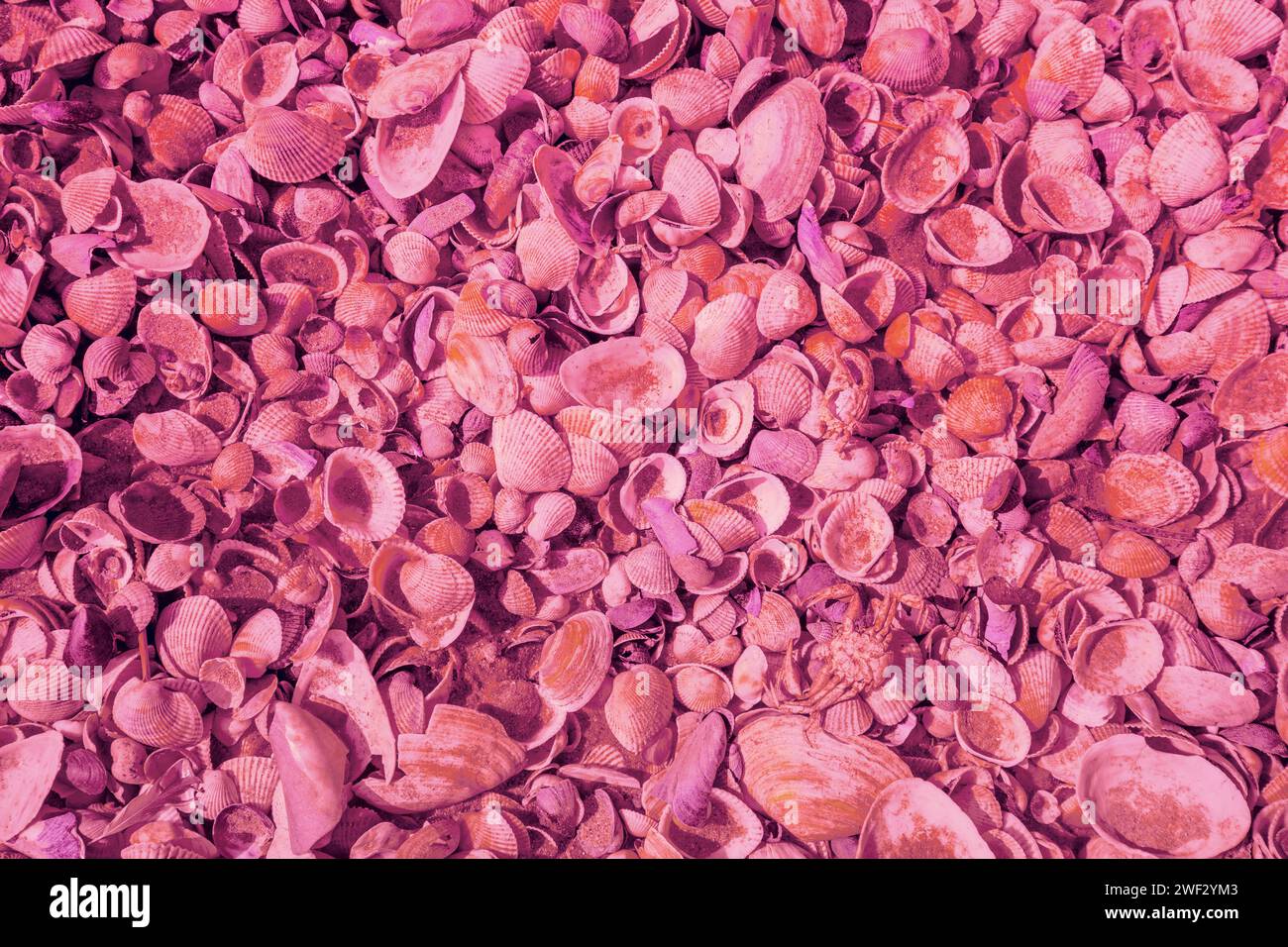 Sea coquina shells nature background. Pink toning Stock Photo Alamy