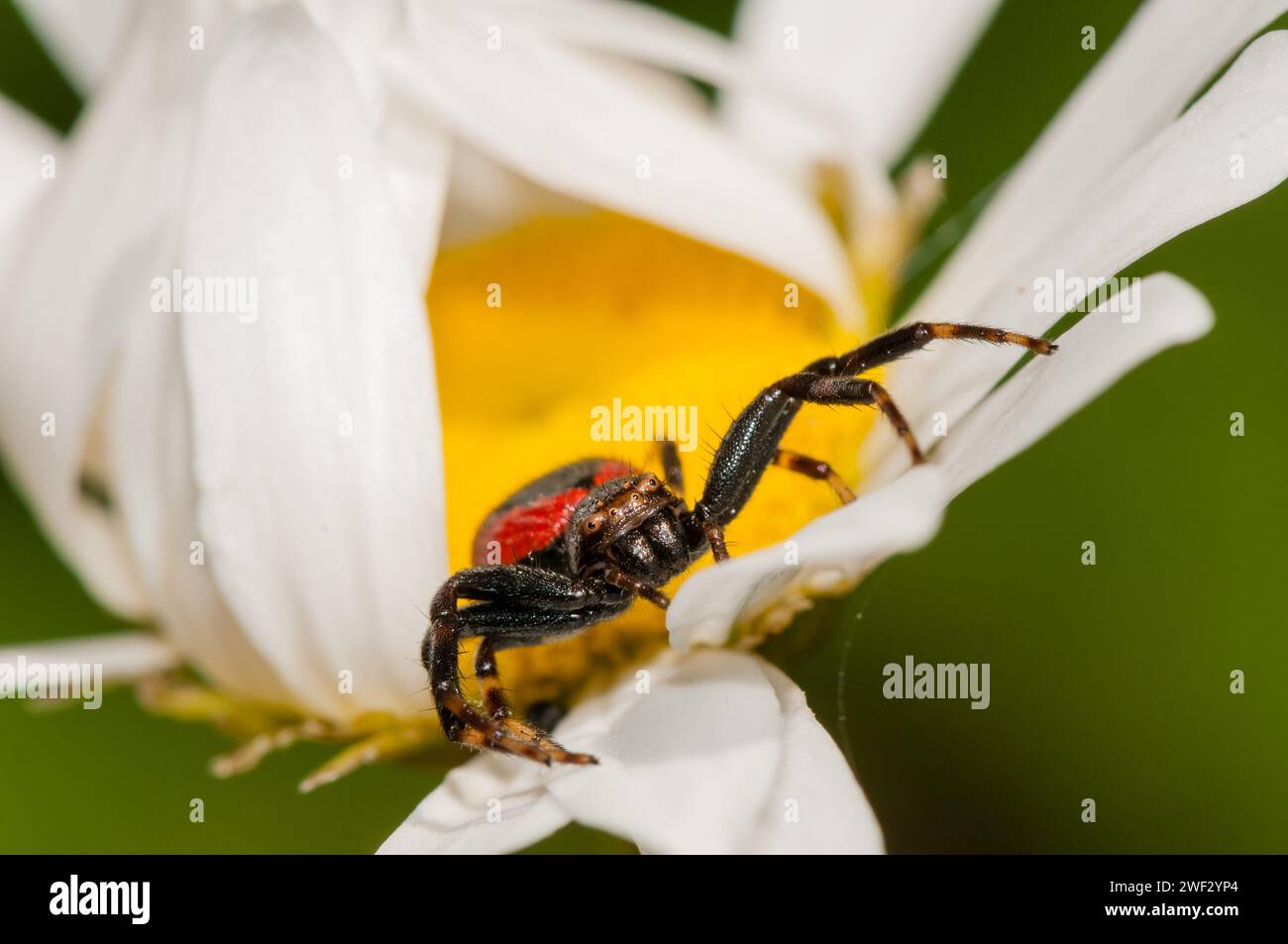 Napoleon spider, red form, Synema globosum, on a flower, Catalonia, Spain Stock Photo