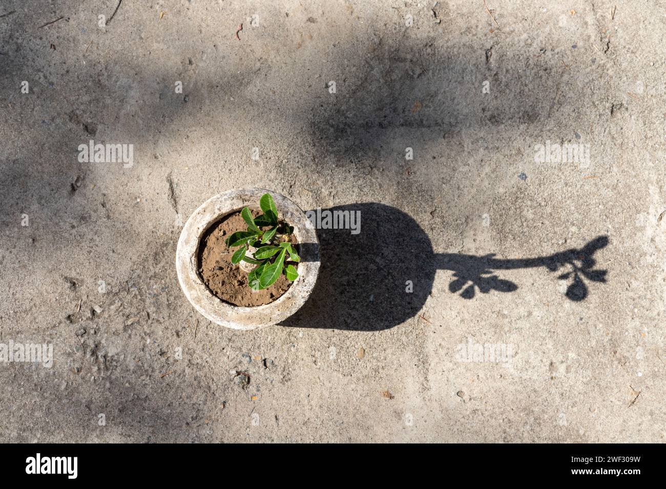 Adenium obesum bonsai hi-res stock photography and images - Alamy