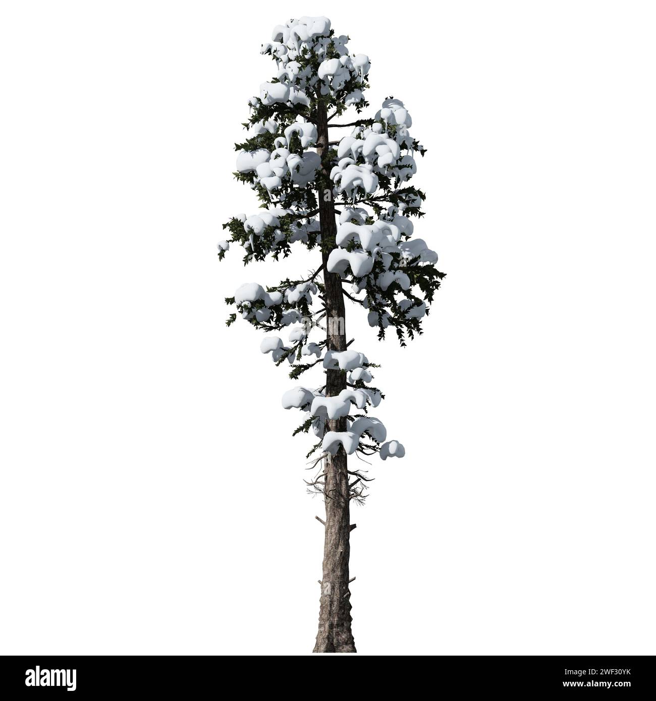 A Douglas Fir snow covered Tree front view isolated on white background Stock Photo