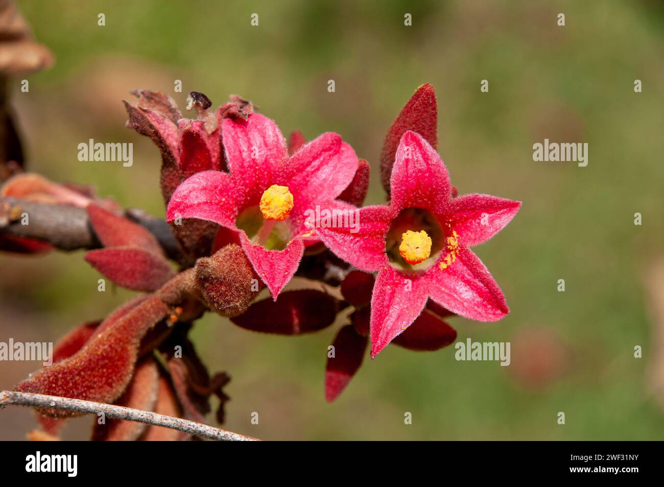 Sydney Australia, pink flowers of a native Brachychiton bidwillii hook or little kurrajong Stock Photo