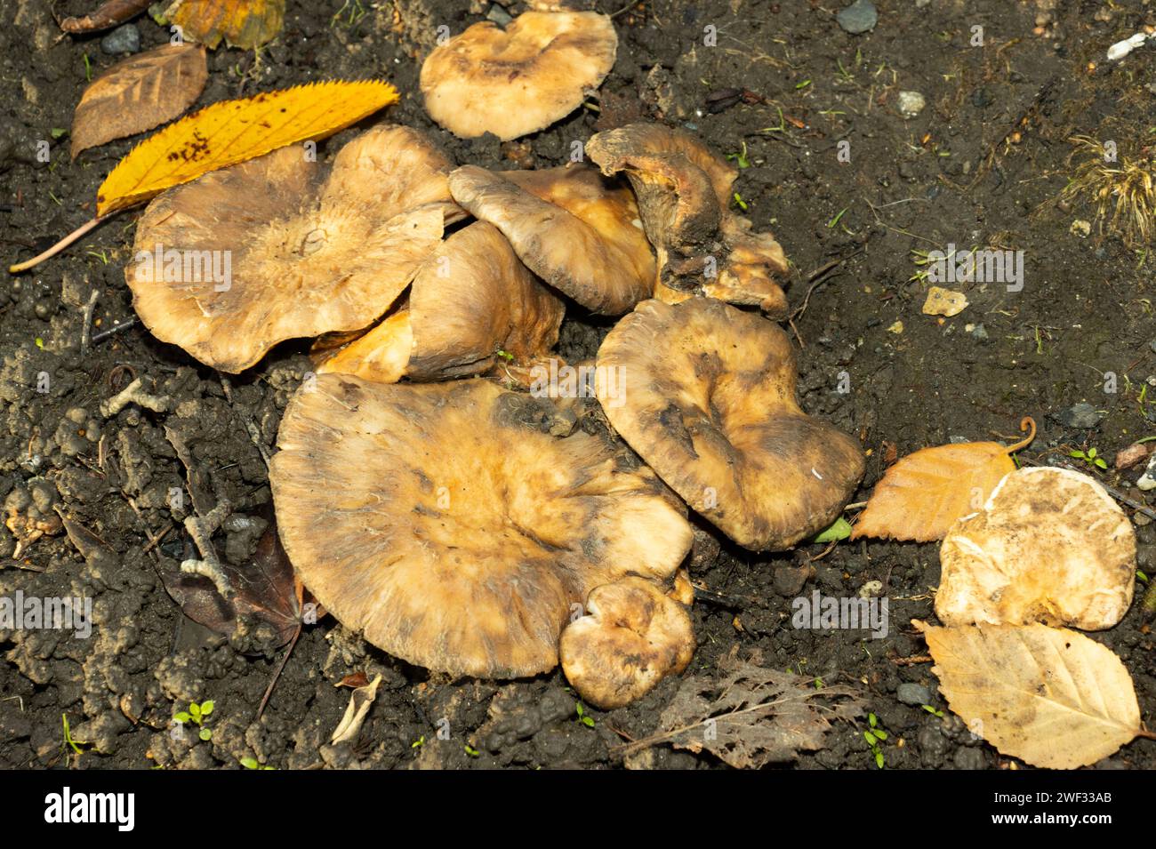 The Honey Fungus is highly pathogenic and a fungus greatly feared by Foresters and horticulturalists. It is often found in dense clusters at tree base Stock Photo