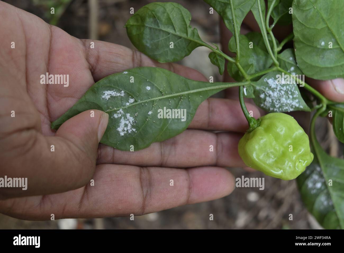 Chili leaves infected with whiteflies are being inspected and held by a farmer in close view. Alongside the infected leaves, a mature chili fruit Stock Photo