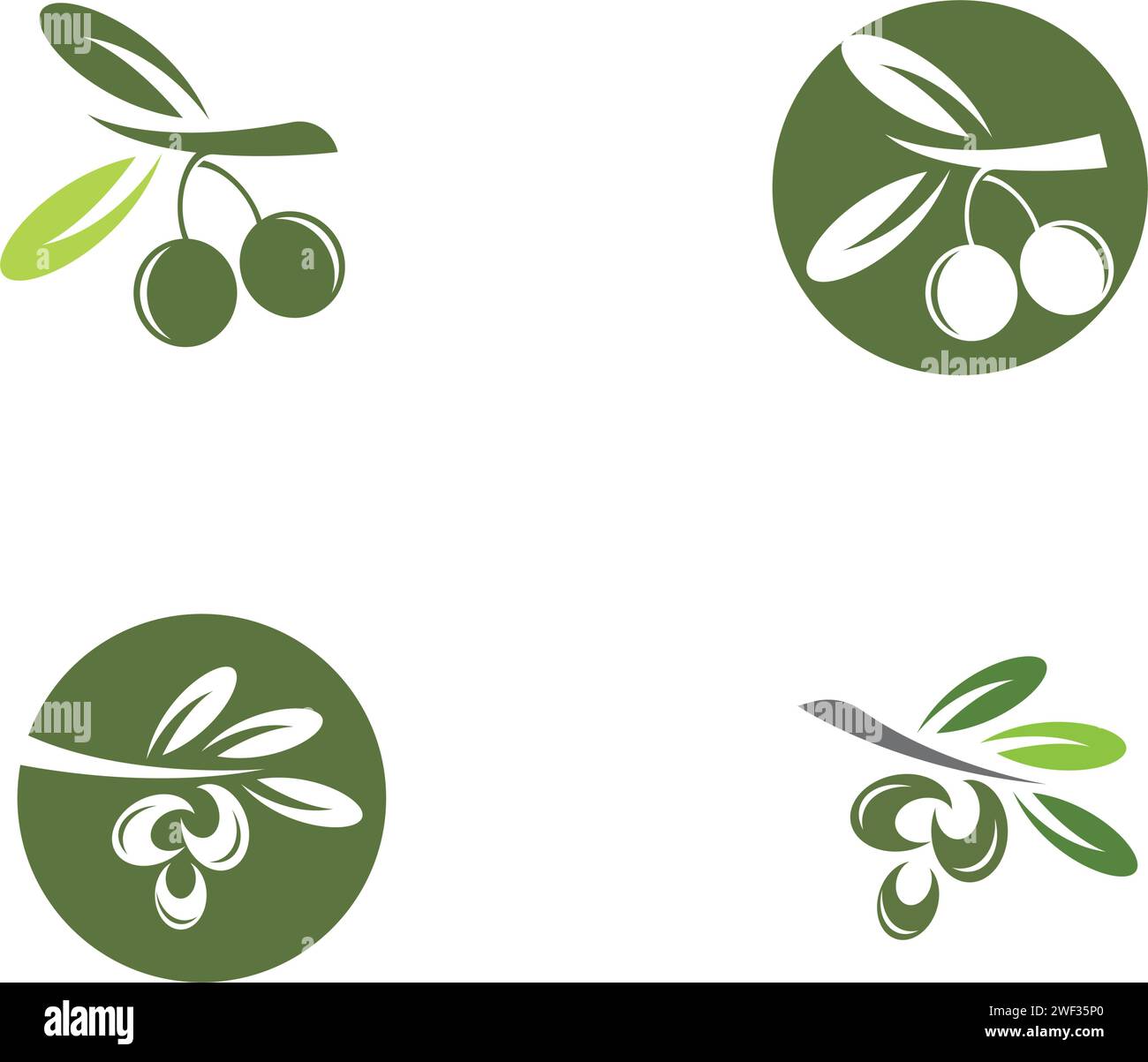 Olive botanical illustration Cut Out Stock Images & Pictures - Alamy