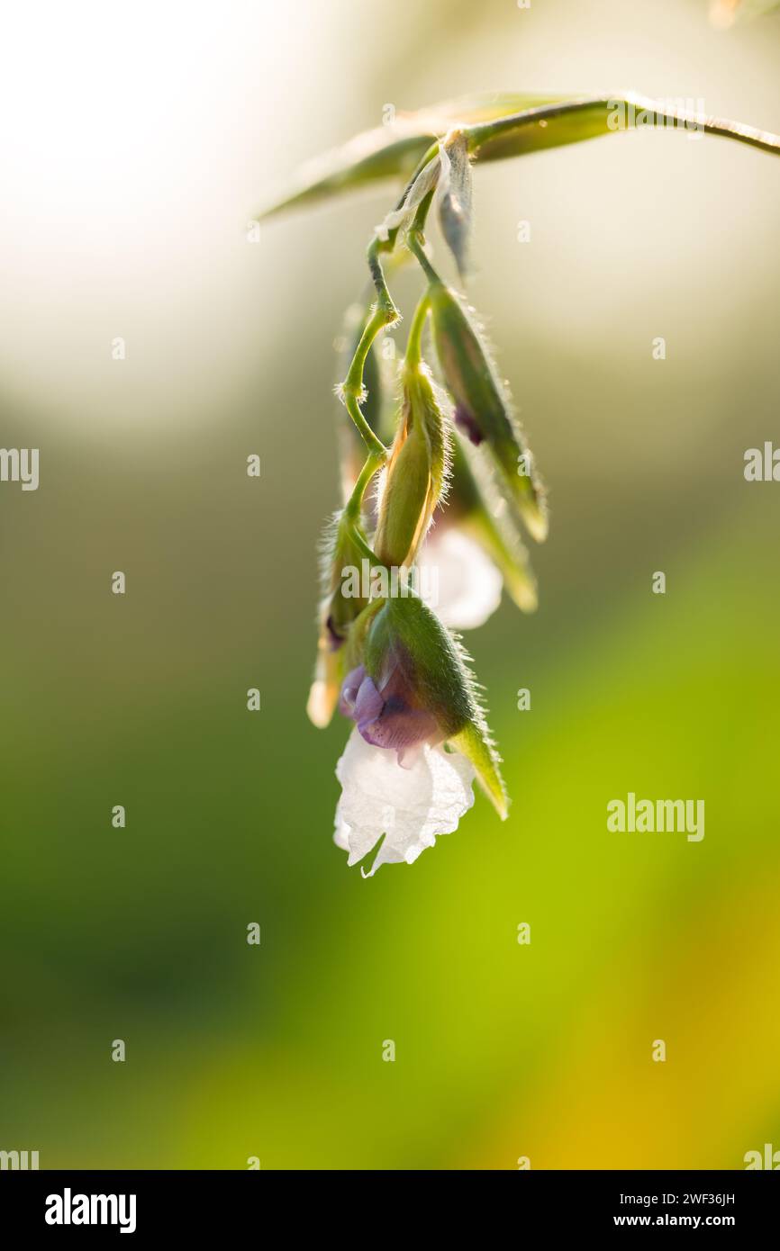Close up of Thalia geniculata flower Stock Photo