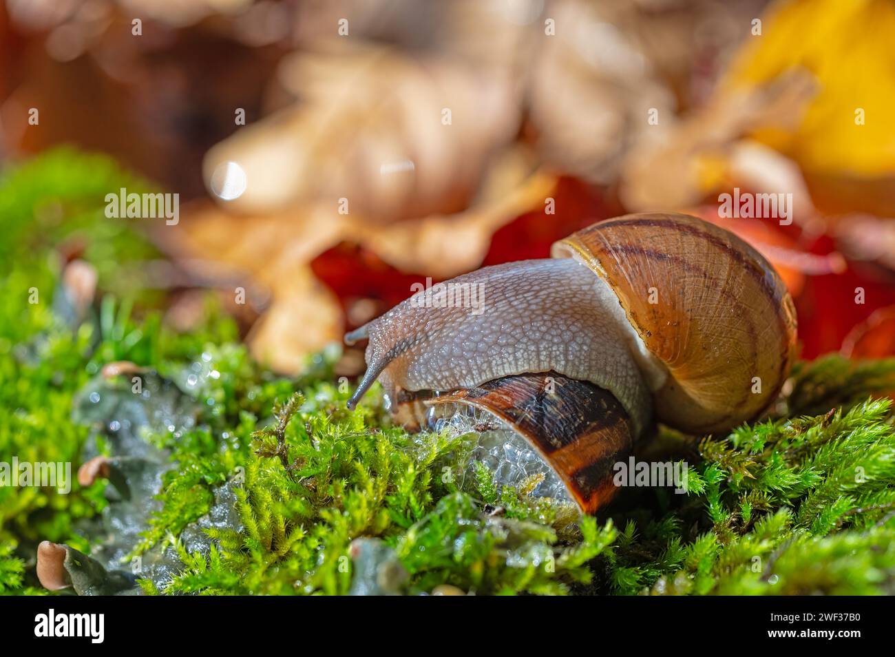 Two snails stuck together. Dried yellow and red coloured leaves Stock
