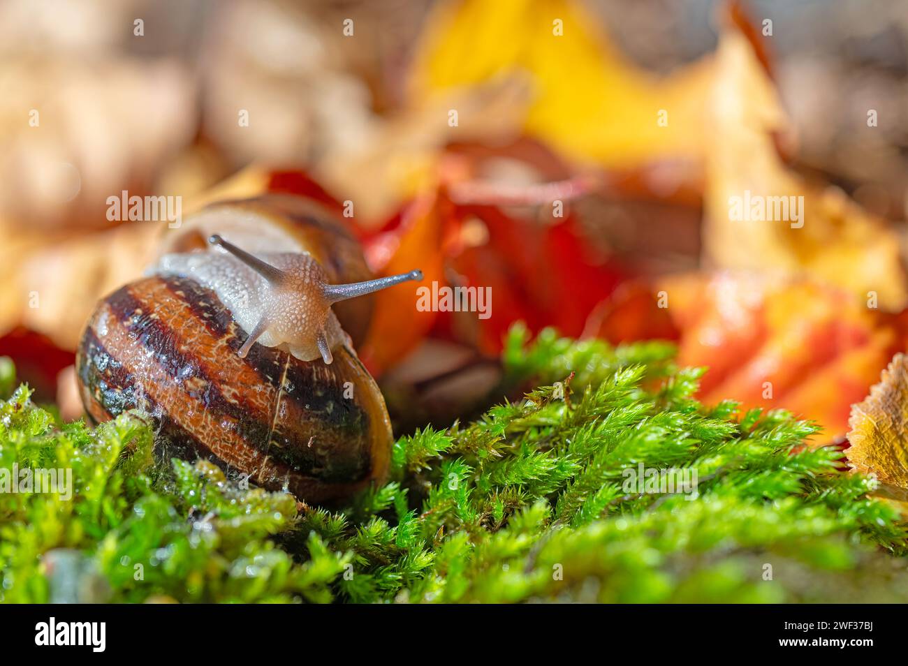 Two snails stuck together. Dried yellow and red coloured leaves Stock