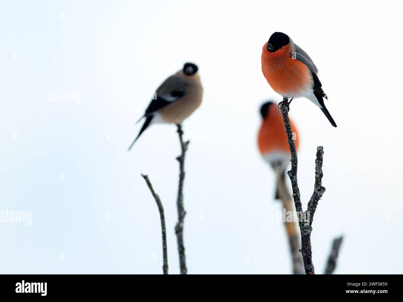 Male and female bullfinches (Pyrrhula pyrrhula) photographed in Telemark, southern Norway in January. Stock Photo