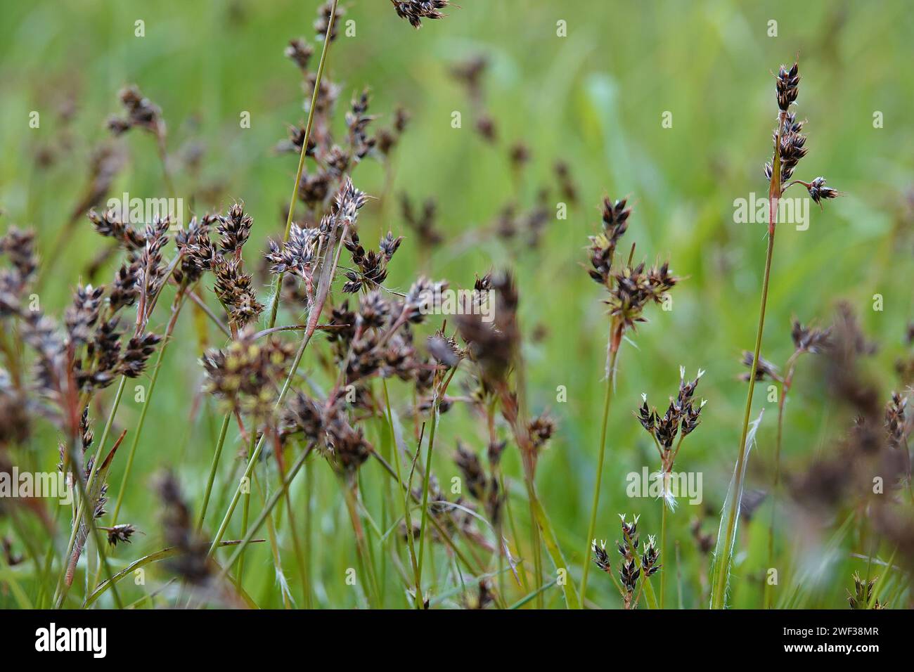 Natural lcoseup on a field wood-rush, Good Friday grass or sweep's brush , Luzula campestris Stock Photo