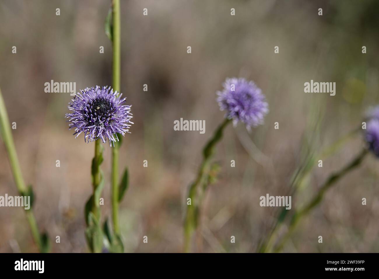 Natural closeup on the blue flower of the Common globularia Globularia vulgaris against a brown background Stock Photo
