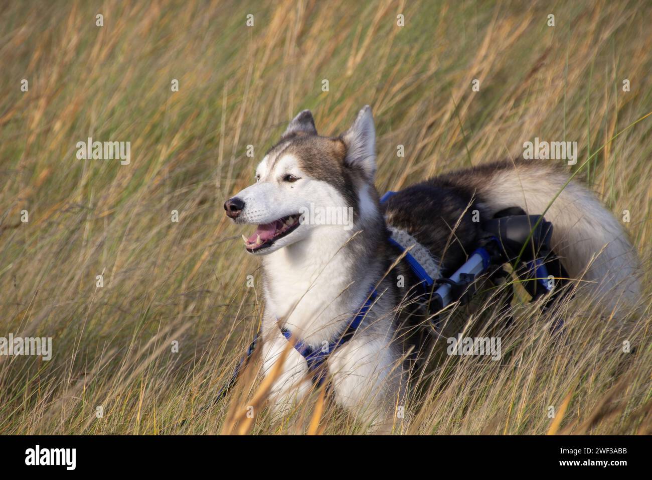 A Husky in long Grass Stock Photo