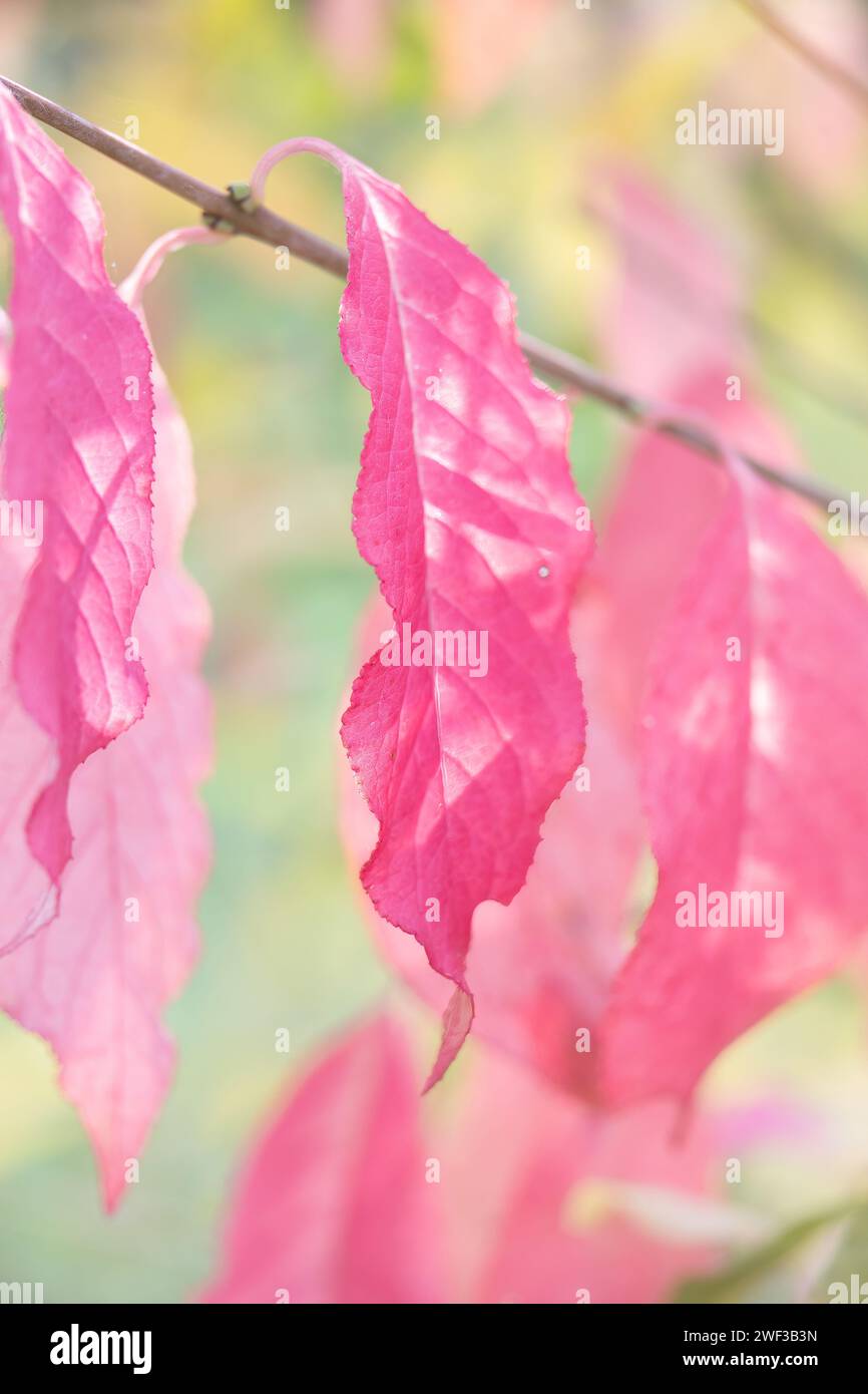 Celastrales Celastrales hi-res stock photography and images - Alamy